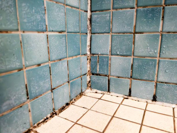Best Basement Mold Removal  in Rutgers University Livingston Campus, NJ