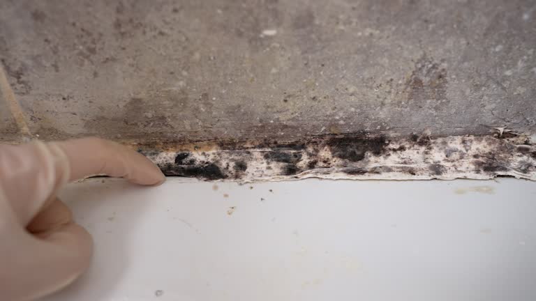 Reliable Rutgers University Livingston Campus, NJ Mold Removal Solutions